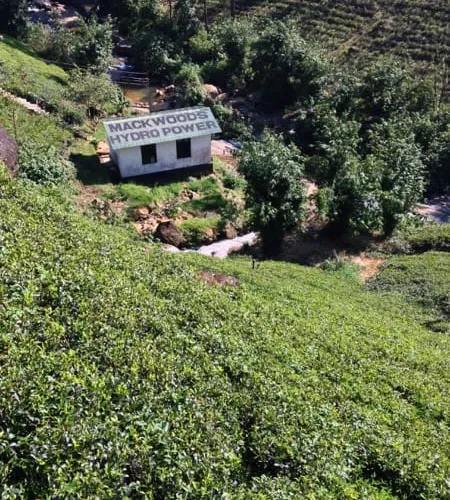 Mackwoods 免費紅茶不好喝