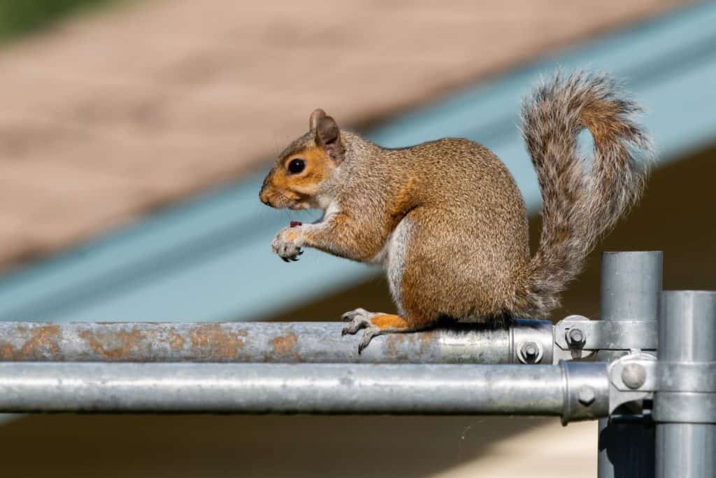 brown squirrel on gray metal bar