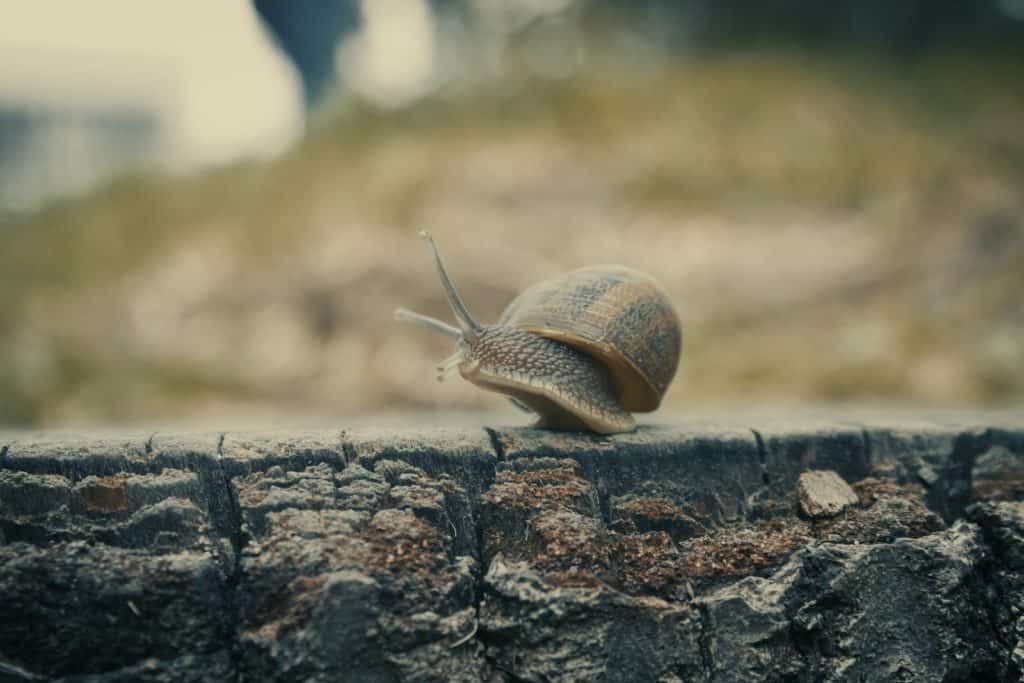 Brown Snail on Gray Concrete Surface